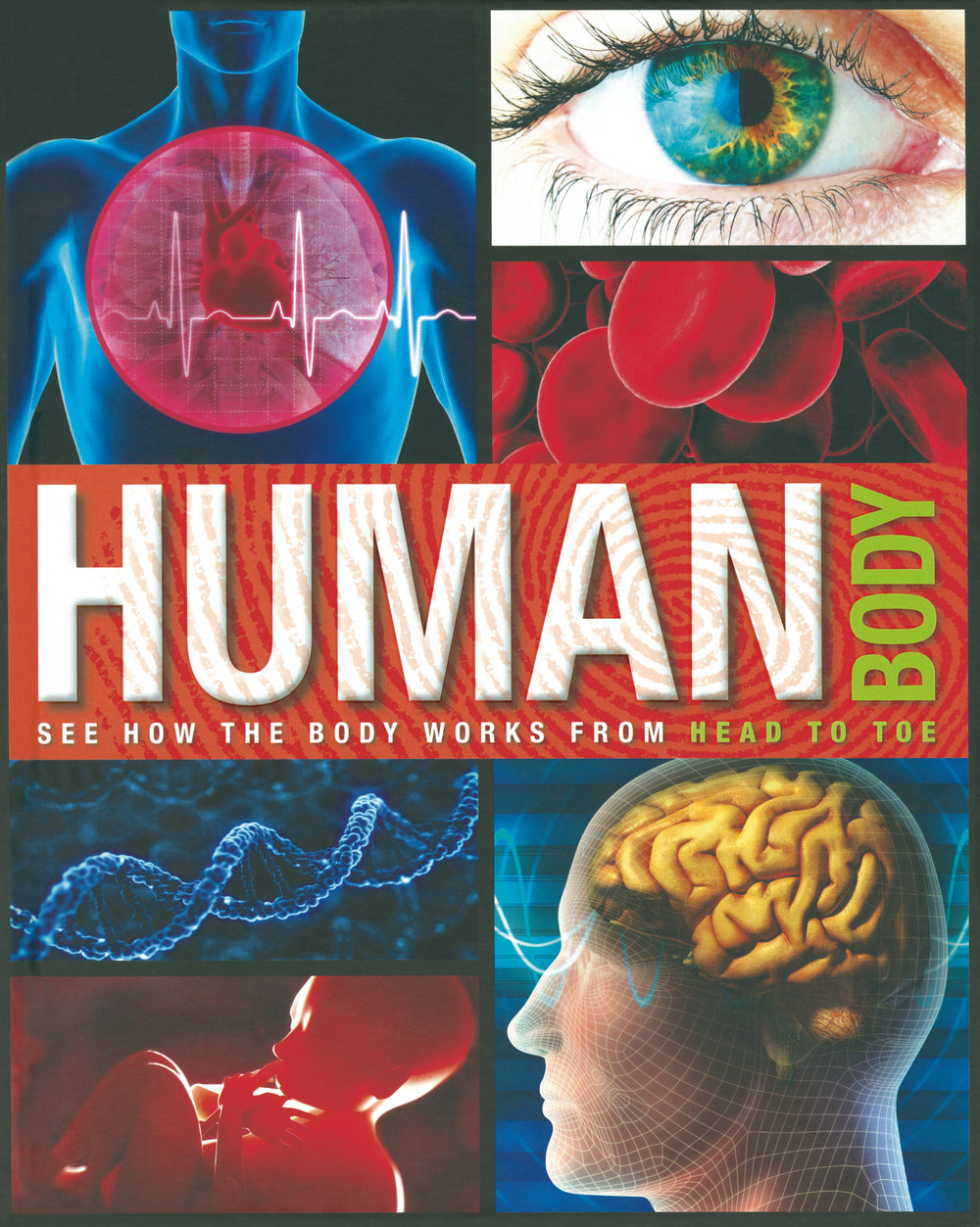 Amazing Fact Human Body
