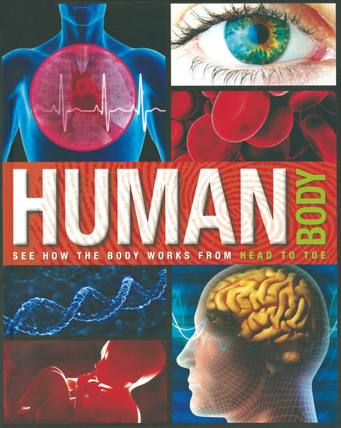Amazing Fact Human Body
