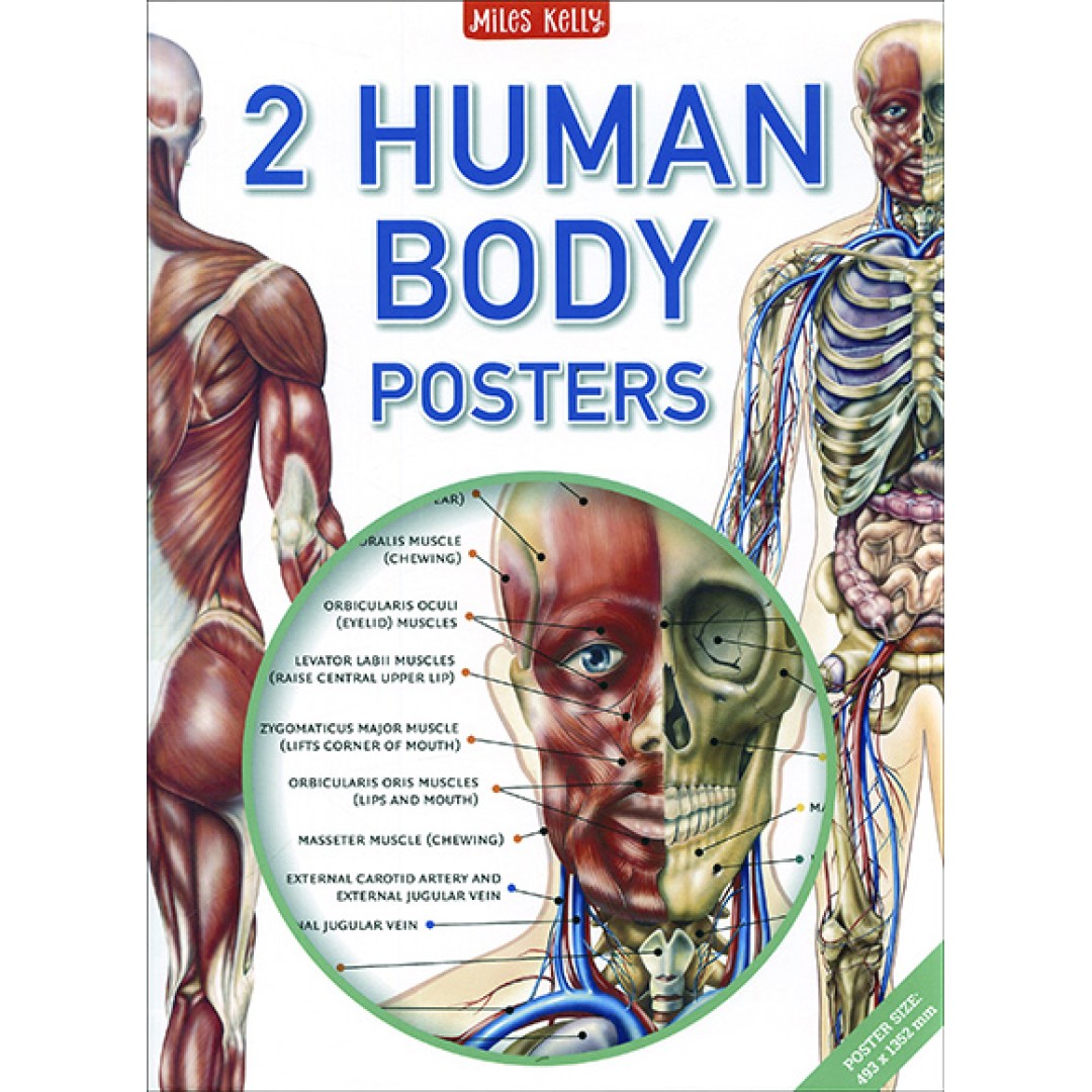 2 Human Body Posters