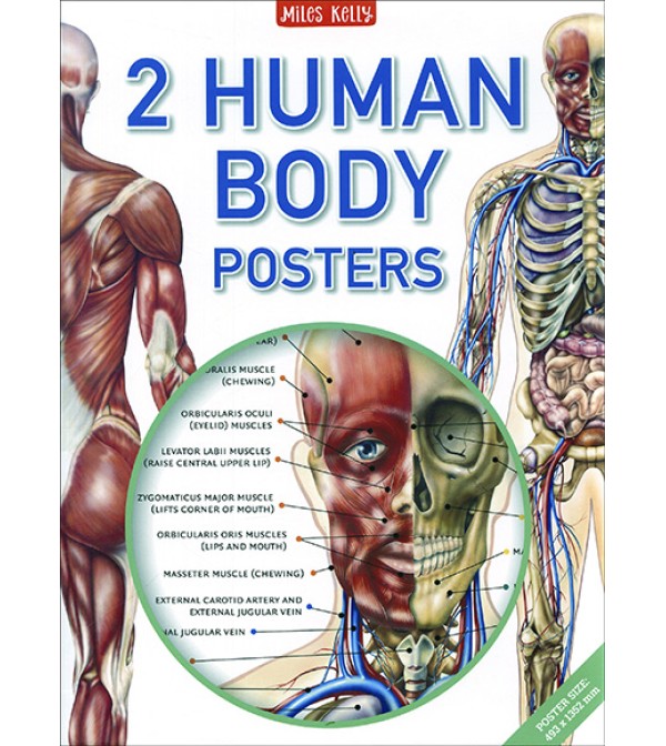 2 Human Body Posters